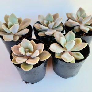 Kit 5 Suculentas Echeverias Debbie Pote 6