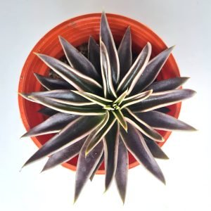 Suculenta Echeveria Lutea Marrom