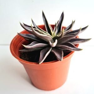 Suculenta Echeveria Lutea Marrom