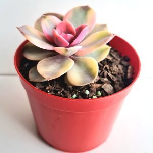 Suculenta Echeveria Rainbow