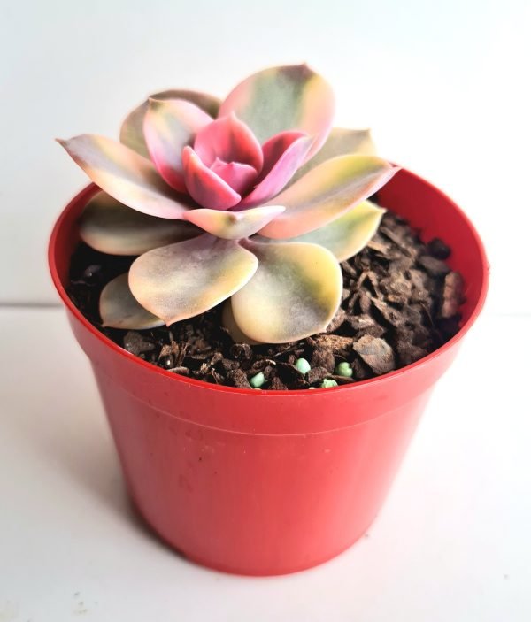 Suculenta Echeveria Rainbow - Image 2