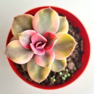 Suculenta Echeveria Rainbow
