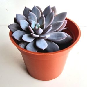 Suculenta Echeveria Lulu