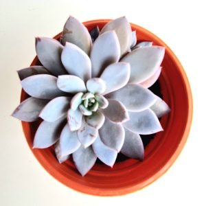 Suculenta Echeveria Lulu