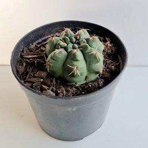 Gymnocalycium Baldianum