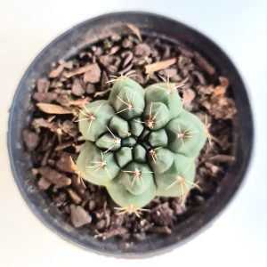 Gymnocalycium Baldianum