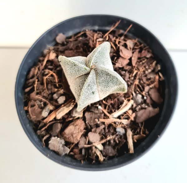 Astrophytum Myriostigma Var Quadricostatum