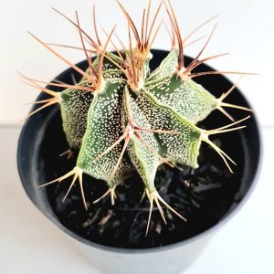 Astrophytum Ornatum