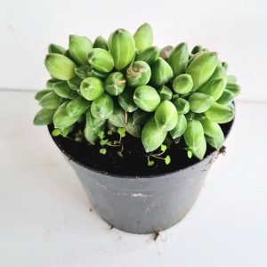 Suculenta Pachyphytum Compactum Diamante Cristata