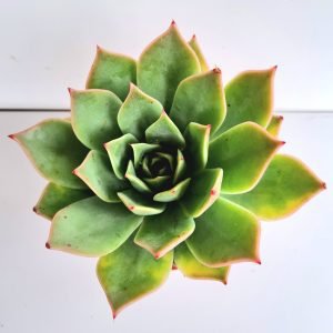 Suculenta Echeveria Max