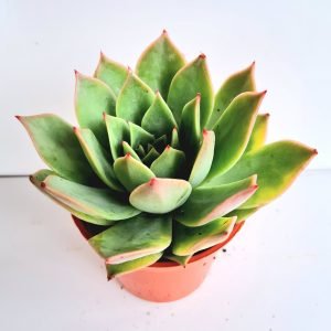 Suculenta Echeveria Max