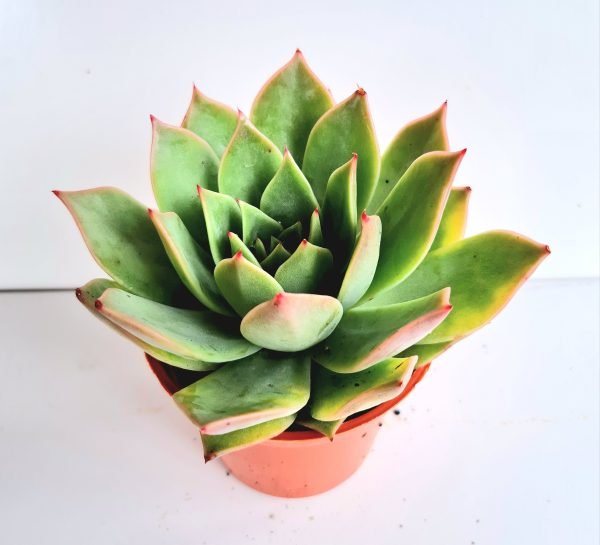 Suculenta Echeveria Max - Imagem 2