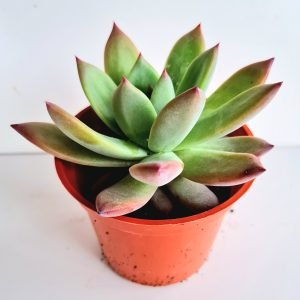 Suculenta Echeveria Colorata Brandt
