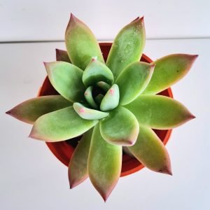 Suculenta Echeveria Colorata Brandt