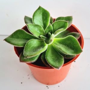 Suculenta Echeveria Giant Mexican Firecracker