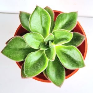 Suculenta Echeveria Giant Mexican Firecracker