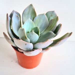 Suculenta Echeveria Diva