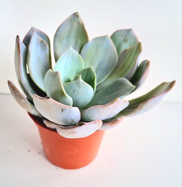Suculenta Echeveria Diva - Image 2