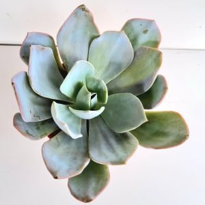 Suculenta Echeveria Diva