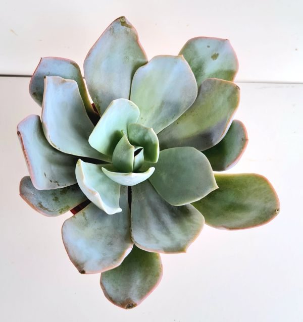 Suculenta Echeveria Diva