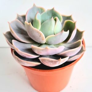 Suculenta Echeveria Lótus (Lotus)