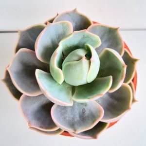 Suculenta Echeveria Lótus (Lotus)