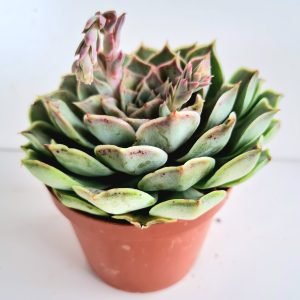 Suculenta Echeveria Hyalina