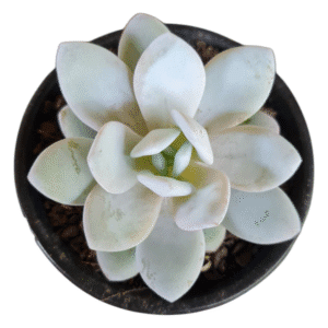 Suculenta Echeveria Lauii