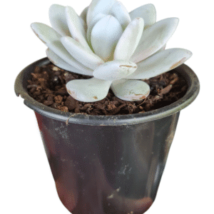 Suculenta Echeveria Lauii
