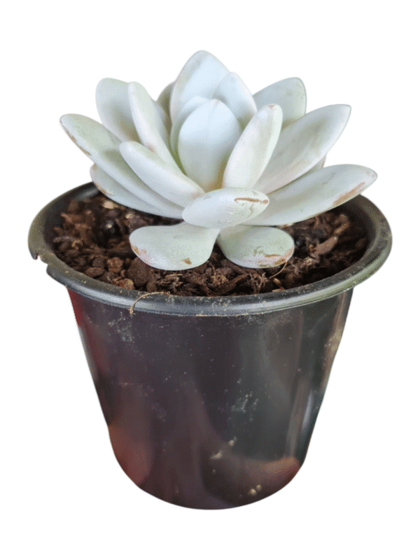 Suculenta Echeveria Lauii - Image 2