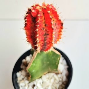 Cacto Gymnocalycium Variegata (Colônia)