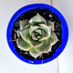 Suculenta Echeveria Dionysos Dionísio