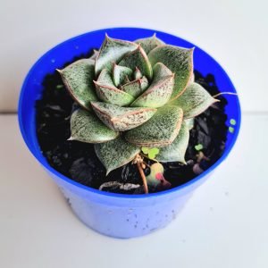 Suculenta Echeveria Dionysos Dionísio