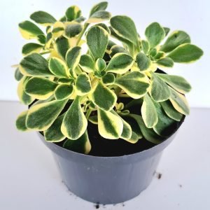 Suculenta Aeonium Domesticum Variegata