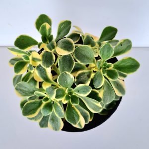 Suculenta Aeonium Domesticum Variegata