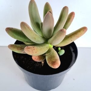 Suculenta Pachyphytum Fittkaui