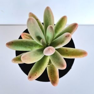 Suculenta Pachyphytum Fittkaui