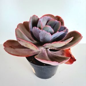 Suculenta Echeveria Monalisa