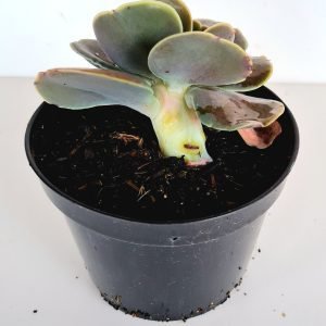 Suculenta Gibbiflora Joys Giant Cristata