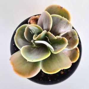 Suculenta Gibbiflora Joys Giant Cristata