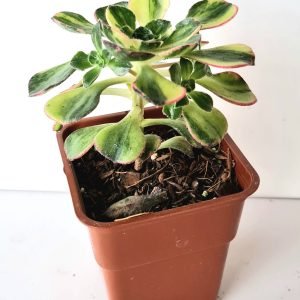 Suculenta Aeonium Red Edge Variegata