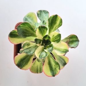 Suculenta Aeonium Red Edge Variegata