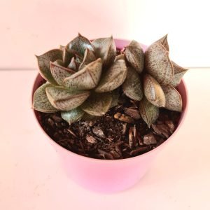 Suculenta Echeveria Dionisio 2 rosetas