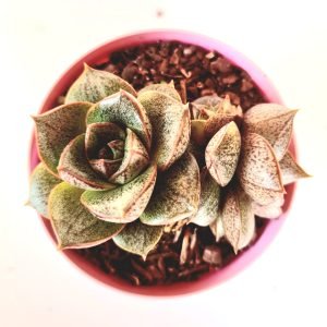 Suculenta Echeveria Dionisio 2 rosetas