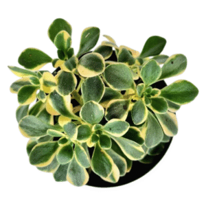 Suculenta Aeonium Domesticum Variegata Branco