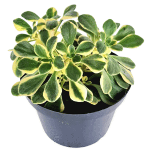 Suculenta Aeonium Domesticum Variegata Branco