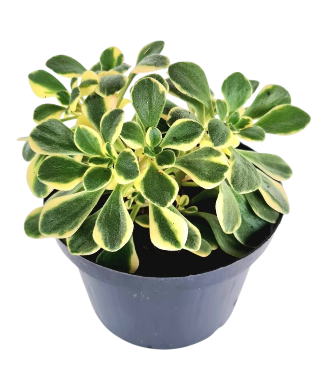 Suculenta Aeonium Domesticum Variegata Branco 4 Suculenta Aeonium Domesticum Variegata Branco - Imagem 2