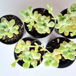 Kit 5 Suculentas Graptopetalum Mendozae pote 6