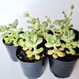 Kit 5 Suculentas Graptopetalum Mendozae pote 6