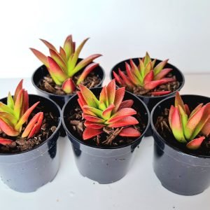 kit 5 Suculentas Crassula Captella Campfire pote 6